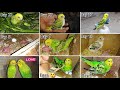 Budgies Baby Growth Stages Day 1 to Day 45 | Miracle Of Life