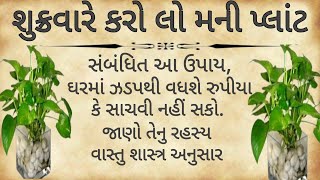 શુક્રવારે કરી લો મની પ્લાન્ટ સંબંધિત આ ઉપાય, ઘરમાં ઝડપથી વધશે રુપીયા કે સાચવી નહીં સકો.