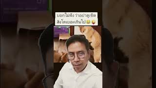 หัวจะปวด #แมวน่ารัก #แมวกวนๆ #คลายเครียด #ฮาฮา #ตลก #funny