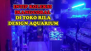 BANYAK KOLEKSI CORAL CANTIK DI TOKO RILA DESIGN AQUARIUM