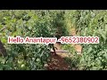 anantapur tomato market stock today tomato market rates anantapur agriculture tomato rate tomato