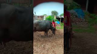 Enjoy for buffalo 🐃🐃🙂💪😂😂 🐃🐃 buffalo video|| bahubali song jiore baubali #Deshiboy #Deshiboy587