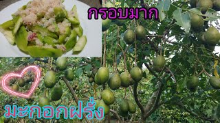 #มะกอกฝรั่งดกๆในสวนพอเพียง