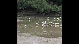 候鳥 在香港 天水圍 過冬 2018 Migratory birds in the Winter of Tin Shui Wai, Hong Kong