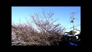 Japanese Sakura , Cyoken-ji Temple   桜の長建寺(京都伏見)