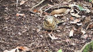 トラツグミ山中の餌捕り 20240314 野鳥の身近な暮らしチャンネル