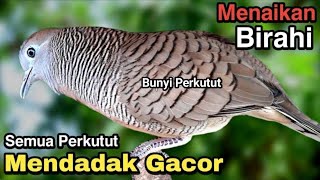 Perkutut Lokal Gacor RAJA PIKAT Ahlinya Bikin Semua Burung Perkutut Gacor Pada Nyaut