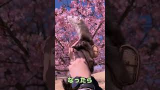 ランドセル背負ったフェレット達が可愛すぎる♡ #shorts #フェレット #ferret #ペット動画