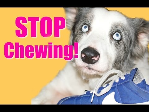 How to Teach Your Puppy or Dog to Stop Chewing! How to Teach Your Puppy or Dog to Stop Chewing!