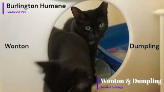 Burlington Humane's Featured Pet:  Wonton \u0026 Dumpling (Bonded Siblings)