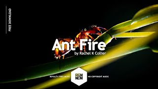 Ant Fire - Rachel K Collier | Royalty Free Music No Copyright Music Free Download Background Music
