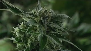 Study: 'Uncontrollable vomit' linked to marijuana use