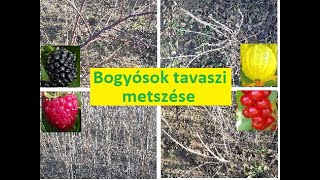 Bogyósok tavaszi metszése