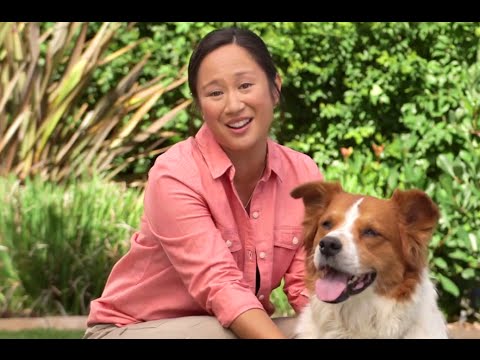 How to Get Skunk Smell Off Your Dog and Yard (Petco) How to Get Skunk Smell Off Your Dog and Yard (Petco)