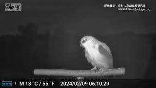 《黑翅鳶》Black-winged Kite (𝙀𝙡𝙖𝙣𝙪𝙨 𝙘𝙖𝙚𝙧𝙪𝙡𝙚𝙪𝙨)