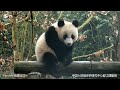 live 새끼 판다들이 매일 당신과 동행합니다 giant pandas daily life in sichuan