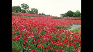 #3603  国営昭和記念公園 ⑦（花の丘/シャレーポピー畑） ～ Government operated Showa Memorial Park [Shirley poppy]