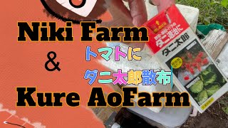 トマトのダニ対策　Niki Farm＆Kure Aofarm　2024/9/1