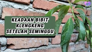 KEADAAN BIBIT KLENGKENG MANGGA & ALPUKAT SETELAH SEMINGGU 😱 STRESS ⁉️