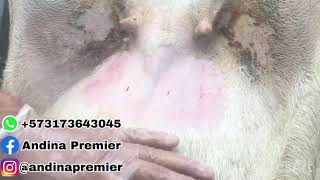 LAPAROSCOPIC ARTIFICIAL INSEMINATION SHEEP AND GOATS