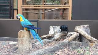 多摩　ルリコンゴウインコとカラス