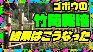 【ゴボウの育て方】やらかした!! ゴボウの竹筒栽培　収穫までの全記録