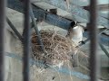 2010.05.06 白頭翁餵食幼鳥