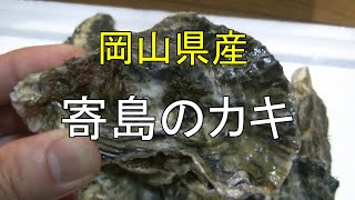 岡山県　寄島のカキ　oyster yorisima