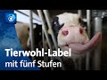 Tierwohl-Label: Bundesagrarminister Özdemir stellt Konzept vor