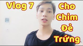 Gcaothu Vlog - Cận cảnh Youtuber cho chim đẻ trứng và điều bất ngờ xảy ra