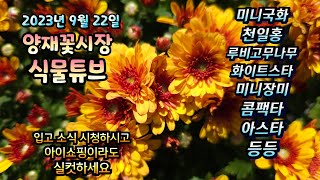 23년 9월 22일 완연한 가을날씨에 어떤 식물들이 꽃시장에는 입고 되었을까요? 함께 보러가시죠~ #양재꽃시장 #식물튜브 #월동 #관엽 #식물아빠