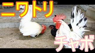 チャボ🐥コケコッコー🐤薩摩鶏、矮鶏、名古屋コーチン、コシャモ、ポーリッシュ、ロードアイランドレッド、フェニックス、プリマスロック、🌎（Blue earth animals）