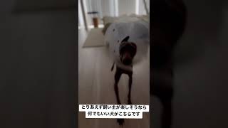 飼い主が楽しそうなので自分も混じりたい犬 #イタグレ #イタリアングレーハウンド #shorts #日常 #ペット #犬 #癒し