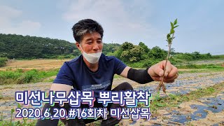 미선나무 삽목 뿌리활착 #16회차미선나무삽목뿌리활착