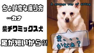 #shorts【ミックス犬 】ふぅ、変な座り方…ナヨナヨ座り❤️ A strange way of sitting .【柴犬とチワワのミックス犬】