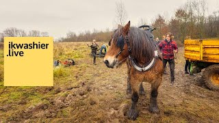 TRAILER 1’ Boomslepen met trekpaarden tijdens werkdag Natuurpunt - ikwashier.live in Bos t'Ename
