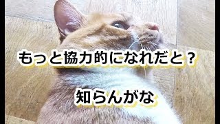 またそこで動かないのかよ！【侵入した野良仔猫】～家猫修行中～