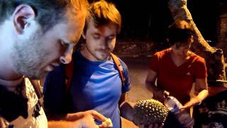 ZAM IN INDONESIA:  Durian Feast - Ein kulinarischer Hochgenuss ;-)