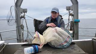 Plankton Net