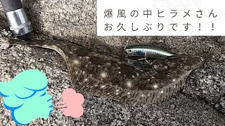 【天草釣り】爆風の中歌いながらヒラメ狙ってみた！！