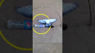 Pigeon trap | bird trap | صيد الحمام #shorts #youtubeshorts #ytshorts