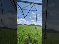 panicum pasture grass intensive irrigation