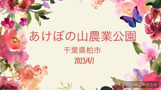 あけぼの山農業公園　チューリップ満開！2023/4/7の様子