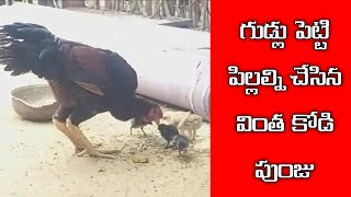 శ్రీకాళహస్తి లో వింత కోడి పుంజు-గుడ్లు పెట్టి పిల్లల్ని చేసిన వింత కోడి పుంజు|Vtv|