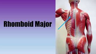 Muscle Actions: Rhomboid Major