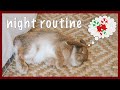 Holiday Night Routine (with a pet bunny!)