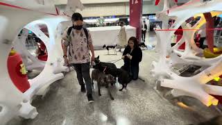 Mary’s Doggies - Cleo at airport