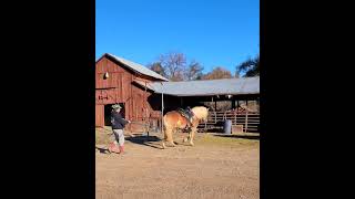 Registered haflinger mare Dawn doing her ground work.