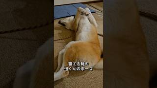 秋田犬-迅JIN- じん君の寝ポーズ #shorts#秋田犬#11ヶ月#迅#akitainu#忠犬#イケメン