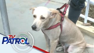 DOH nagpaalala sa halaga ng pagbabakuna vs rabies | TV Patrol